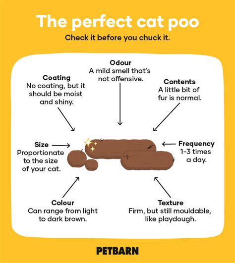 how many times a day does a cat poop